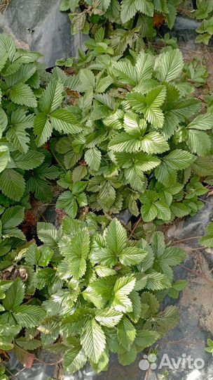 Рассада клубники