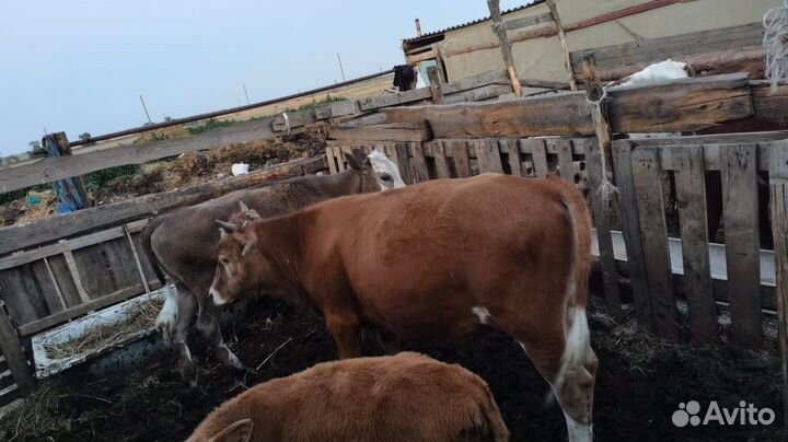 Бычки и быки 1 год