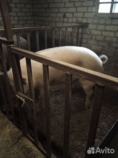 Услуги хряка для вязки