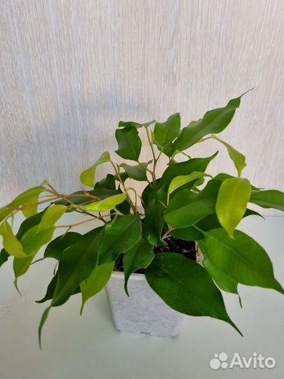 Фикусы бенджамина