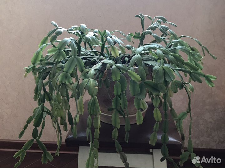 Цветок декабрист