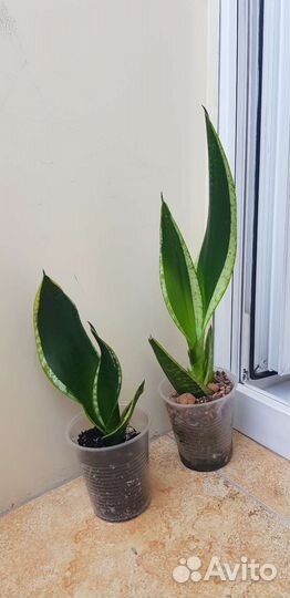 Сансевиерия блэк коралл,блэк голд файер