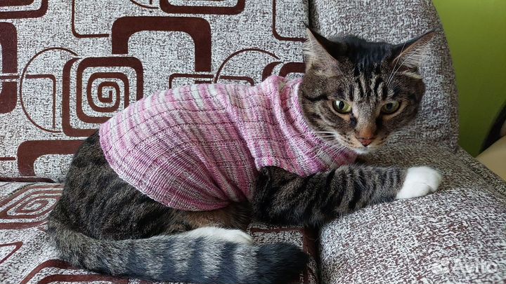 Одежда для кошек