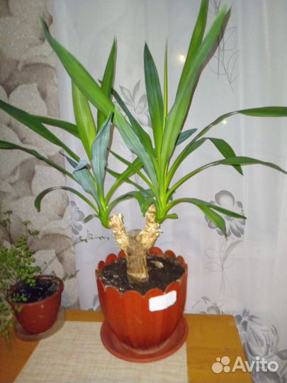 Пальма юкка