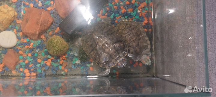 Аквариум счерепахами