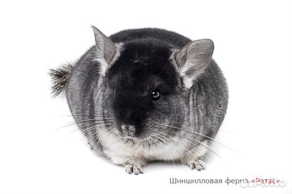 Шиншиллки 