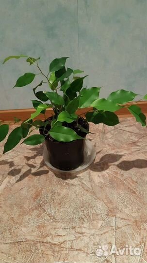 Фикус бенджамина