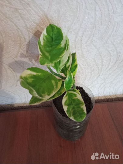 Педилантус