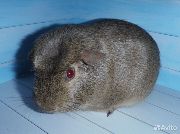 Три брата акробата морские свинки