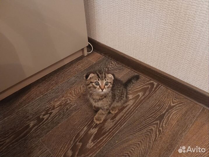 Шотландский вислоухий котёнок