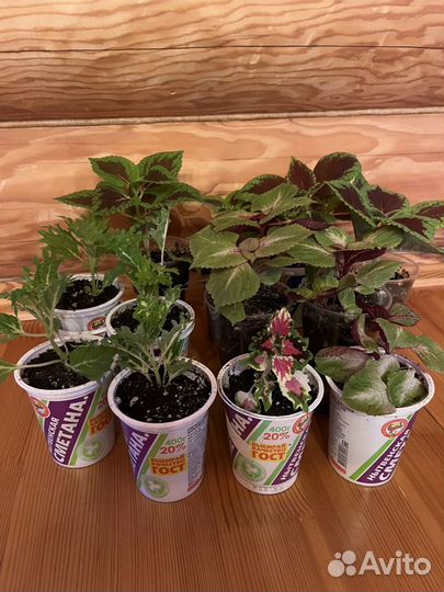 Комнатные цветы