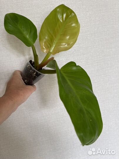 Филодендроны