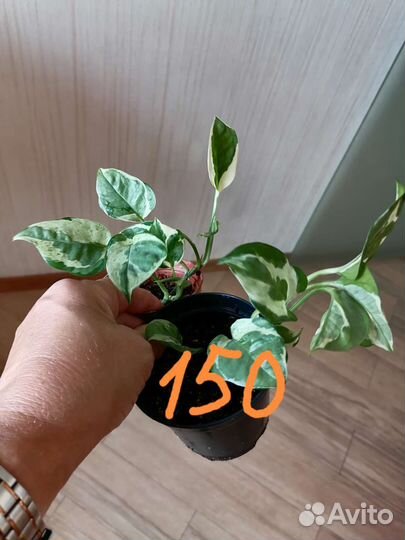 Комнатные растения