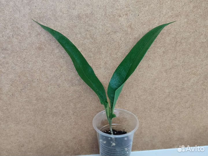 Фикус Амстел Кинг