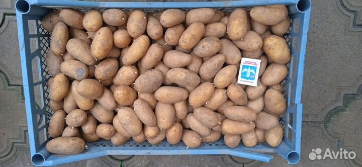 Картофель семенной