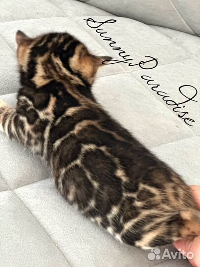 Бенгальский котик в разведения WCF