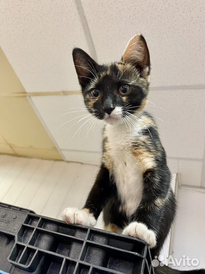 Котята в добрые руки две девочки