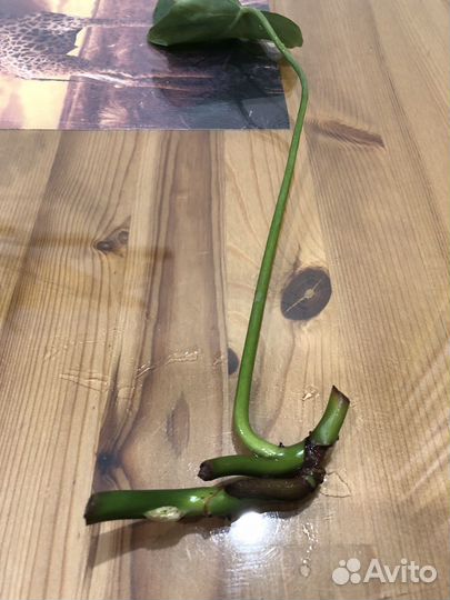 Филодендрон Ксанаду