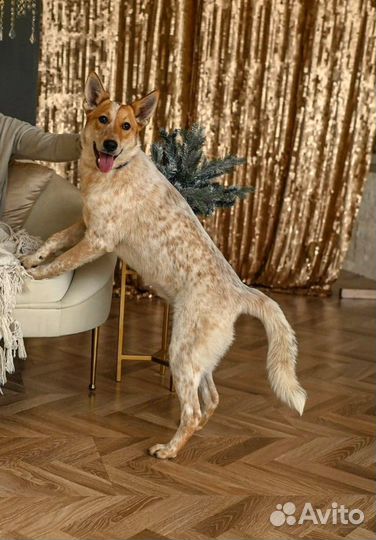 Щенок подросток Дана 9 мес