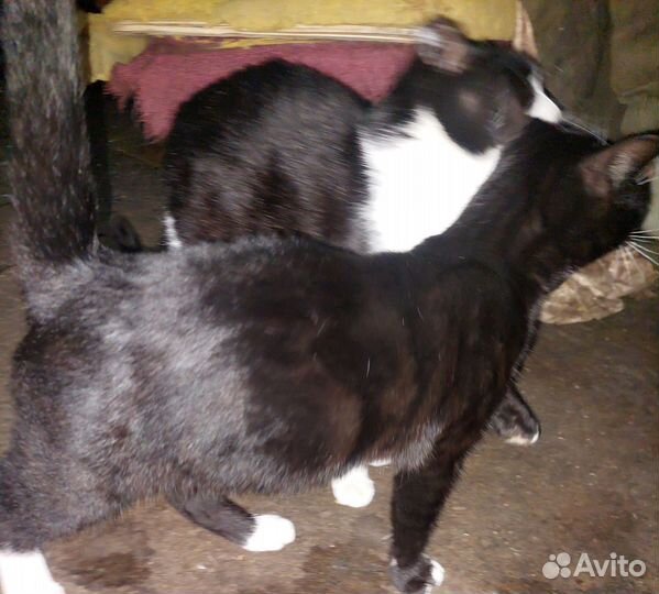 Котик в добрые руки
