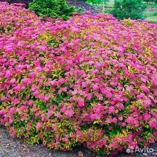 Спирея японская Энтони ватерер