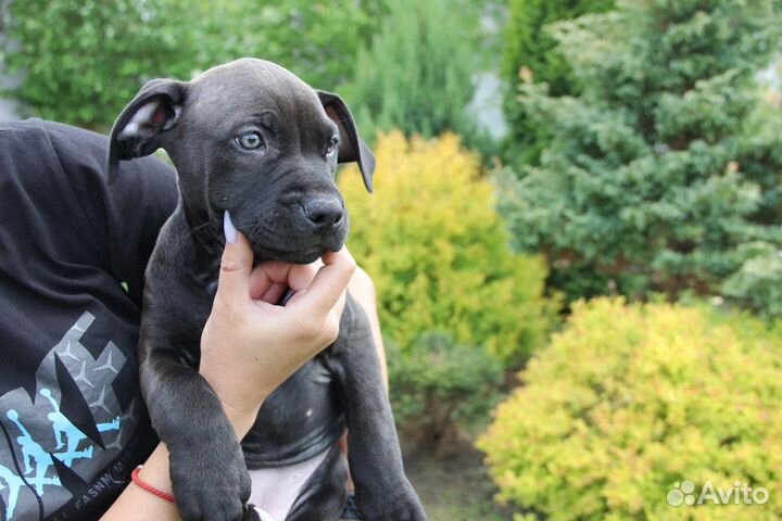 Черный прайтер питбуль