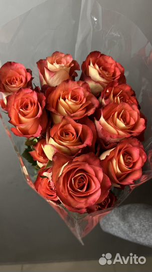 Премиум роза Эквадор 60-70 см с доставкой