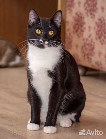 Благородный Арчи