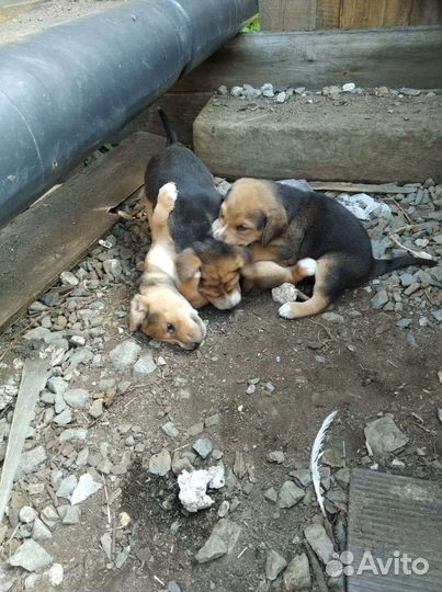 Щенки русской гончей