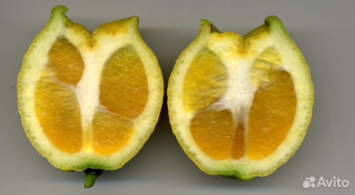 Лимон Химера Аранциата