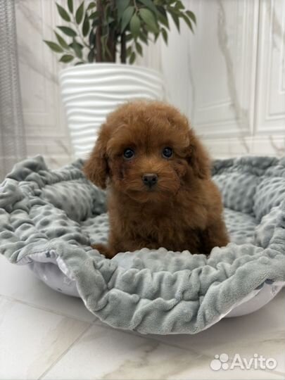 Той пудель тедди девочка РКФ редбраун