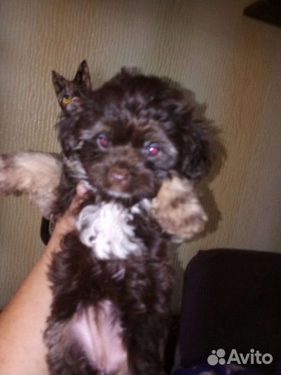 Щенки йорка