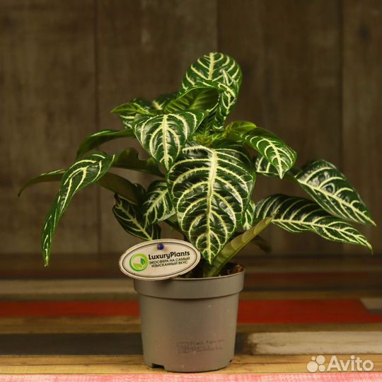 Афеландра Скуарроса Дания 30/12