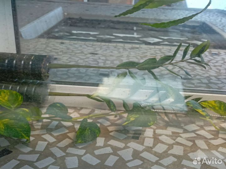 Замиокулькас ветка