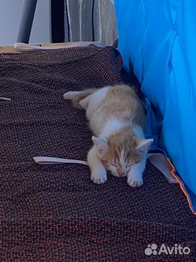 Котик девочка.Кошечка. Котенок в добрые руки