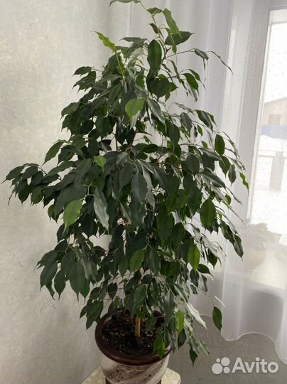 Фикус бенджамина