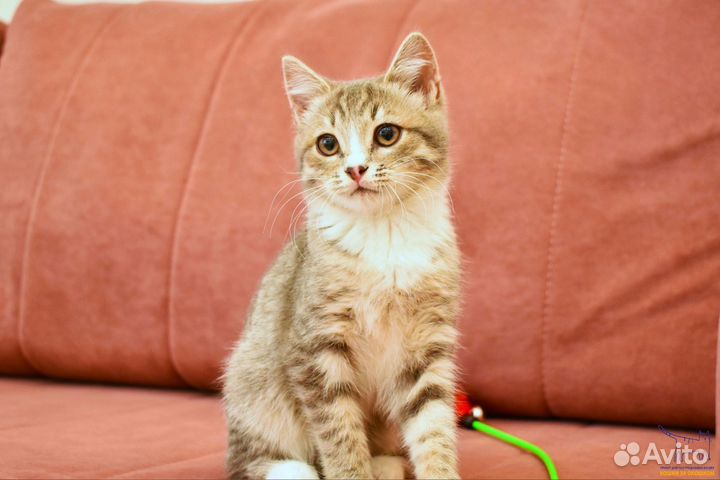 Котенок Кекса, 3 месяца, девочка