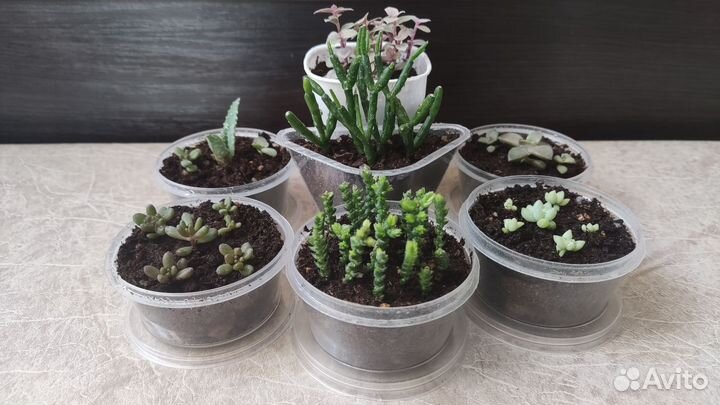 Суккуленты