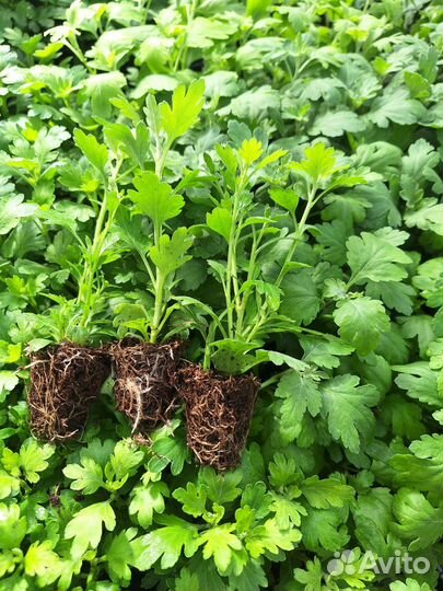 Рассада цветов оптом и в розницу