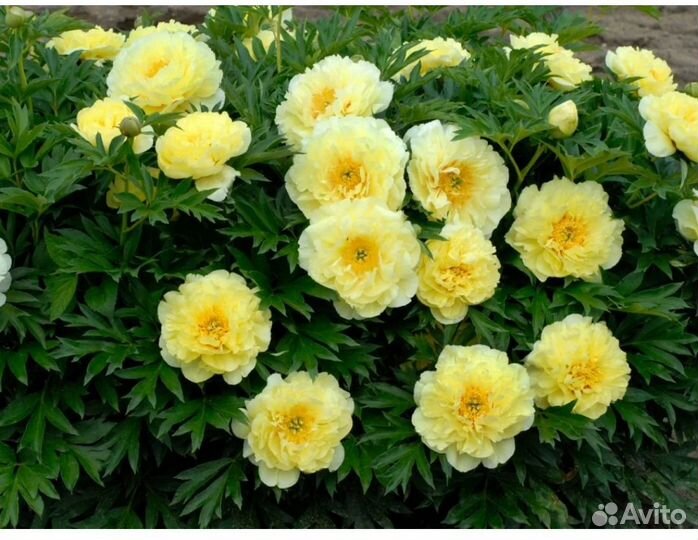 Пионы ито гибриды