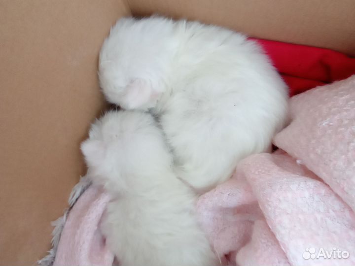 Продаём котят бесплатно
