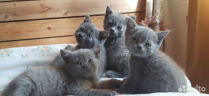 Продаются британские котята