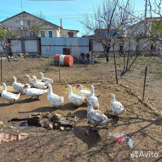 Гуси утки индюки