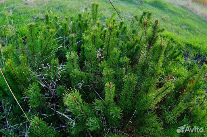 Сосна горная