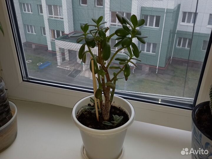 Денежное дерево (толстянка, крассула овата)