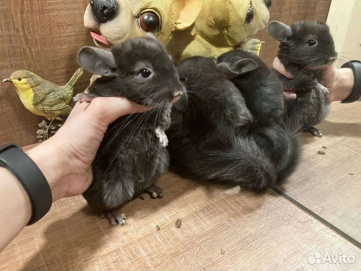 Шиншилла эбони тёмный