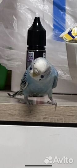 Продам попугая (девочка)