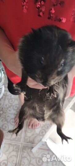 Морские свинки