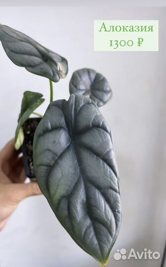 Алоказии