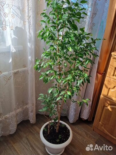 Фикус бенджамина большой